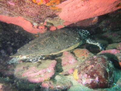 Eretmochelys imbricata (Hawksbill Turtle) at Merimbula, NSW - 6 Apr 2015 by rickcarey