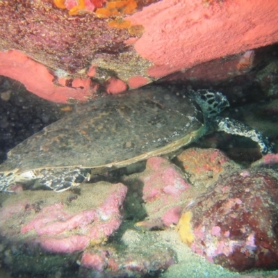 Eretmochelys imbricata (Hawksbill Turtle) at Merimbula, NSW - 6 Apr 2015 by rickcarey