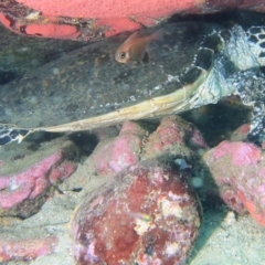 Eretmochelys imbricata at Merimbula, NSW - 6 Apr 2015