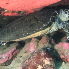 Eretmochelys imbricata at Merimbula, NSW - suppressed