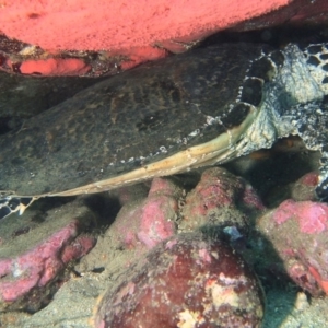 Eretmochelys imbricata at Merimbula, NSW - suppressed