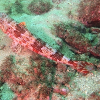 Latropiscis purpurissatus (Sergeant Baker) at Merimbula, NSW - 6 Apr 2015 by rickcarey