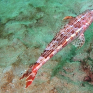 Latropiscis purpurissatus at Merimbula, NSW - 6 Apr 2015 12:54 PM