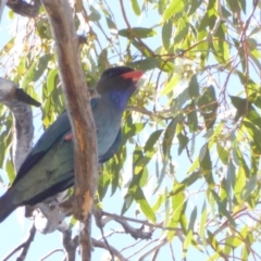 Eurystomus orientalis (Dollarbird) at Hughes, ACT - 7 Jan 2018 by JackyF