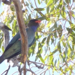 Eurystomus orientalis (Dollarbird) at Federal Golf Course - 6 Jan 2018 by JackyF