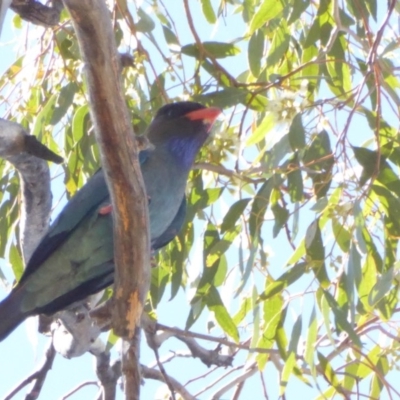 Eurystomus orientalis (Dollarbird) at Red Hill to Yarralumla Creek - 6 Jan 2018 by JackyF