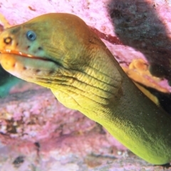 Gymnothorax prasinus (Yellow Moray, Green Moray) at Merimbula, NSW - 6 Apr 2015 by rickcarey