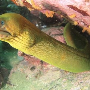 Gymnothorax prasinus at Merimbula, NSW - 6 Apr 2015