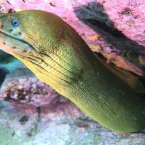 Gymnothorax prasinus at Merimbula, NSW - 6 Apr 2015