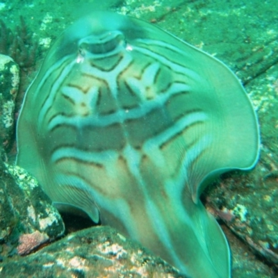 Trygonorrhina fasciata (Eastern Fiddler Ray) at Merimbula, NSW - 6 Jan 2015 by rickcarey