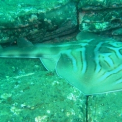 Trygonorrhina fasciata at Merimbula, NSW - 6 Jan 2015