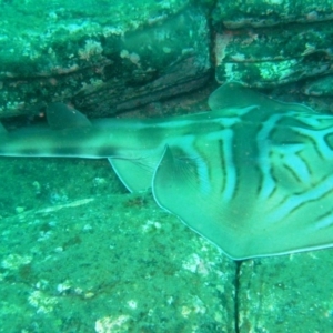 Trygonorrhina fasciata at Merimbula, NSW - 6 Jan 2015