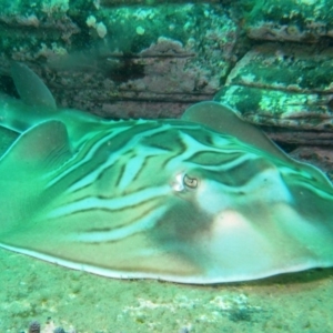 Trygonorrhina fasciata at Merimbula, NSW - 6 Jan 2015