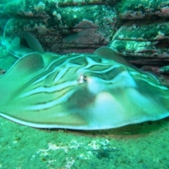 Trygonorrhina fasciata at Merimbula, NSW - 6 Jan 2015