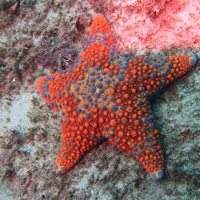 Asterodiscides truncatus (Asterodiscides truncatus) at Merimbula, NSW - 5 Jul 2015 by rickcarey