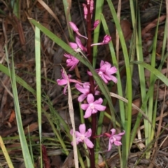 Dipodium roseum (Rosy Hyacinth Orchid) at Gungaderra Grasslands - 14 Nov 2015 by DerekC