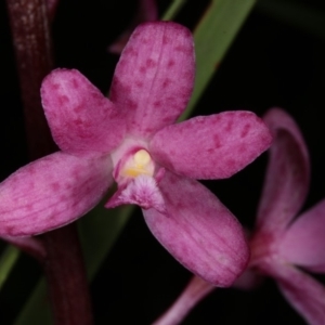 Dipodium roseum at Gungahlin, ACT - 15 Nov 2015