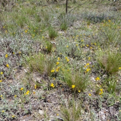 Chrysocephalum apiculatum (Common Everlasting) at Deakin, ACT - 12 Dec 2017 by JackyF