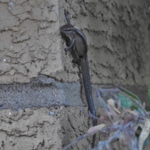 Lampropholis delicata at Wanniassa, ACT - 20 Jan 2018