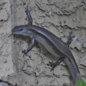 Lampropholis delicata at Wanniassa, ACT - 20 Jan 2018