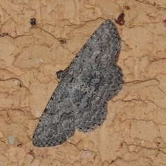 Psilosticha absorpta (Fine-waved Bark Moth) at Wanniassa, ACT - 20 Jan 2018 by JohnBundock