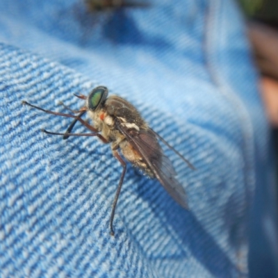 Scaptia sp. (genus) (March fly) at Bimberi Nature Reserve - 19 Jan 2018 by MichaelMulvaney