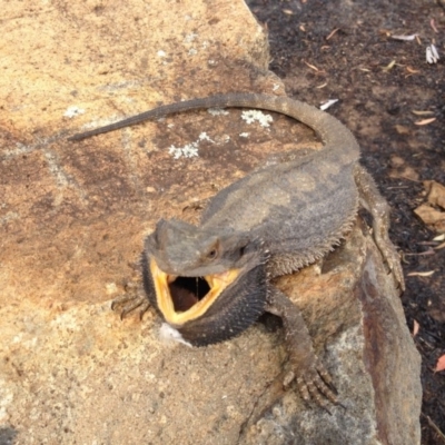Pogona barbata (Eastern Bearded Dragon) at Aranda, ACT - 22 Dec 2013 by KMcCue