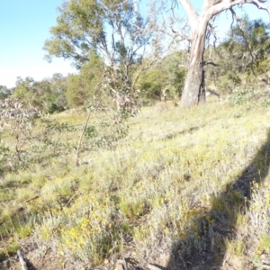 Chrysocephalum apiculatum at Deakin, ACT - 17 Jan 2018 05:18 PM