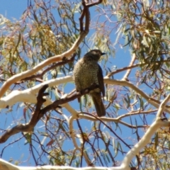 Ptilonorhynchus violaceus (Satin Bowerbird) at Belconnen, ACT - 26 Jan 2014 by KMcCue