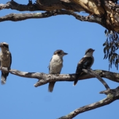Dacelo novaeguineae (Laughing Kookaburra) at Red Hill to Yarralumla Creek - 4 Jan 2018 by JackyF