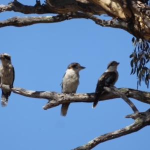 Dacelo novaeguineae at Hughes, ACT - 5 Jan 2018