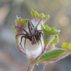 Oxyopes sp. (genus) (Lynx spider) at Rob Roy Range - 30 Dec 2017 by michaelb