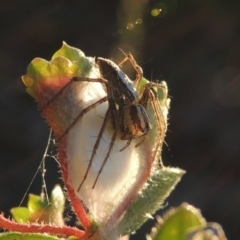 Oxyopes sp. (genus) at Conder, ACT - 30 Dec 2017 08:45 PM