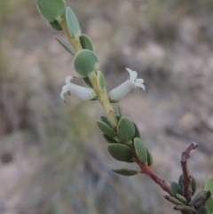 Brachyloma daphnoides (Daphne Heath) at Rob Roy Range - 30 Dec 2017 by MichaelBedingfield