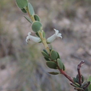 Brachyloma daphnoides at Conder, ACT - 30 Dec 2017