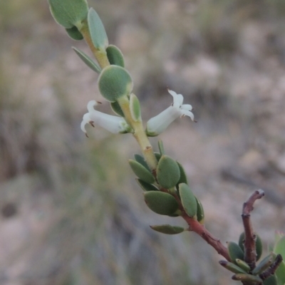 Brachyloma daphnoides (Daphne Heath) at Conder, ACT - 30 Dec 2017 by MichaelBedingfield