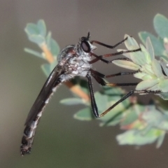 Neosaropogon sp. (genus) (A robber fly) at Conder, ACT - 30 Dec 2017 by MichaelBedingfield