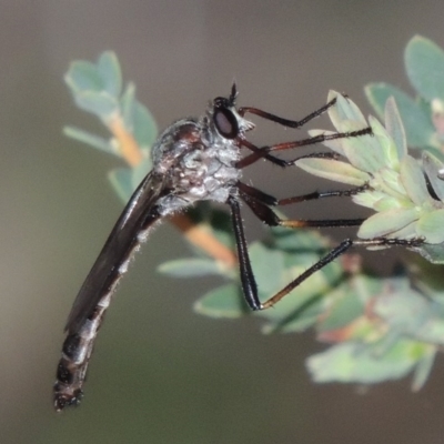 Neosaropogon sp. (genus) (A robber fly) at Rob Roy Range - 30 Dec 2017 by michaelb