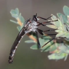 Neosaropogon sp. (genus) (A robber fly) at Rob Roy Range - 30 Dec 2017 by michaelb