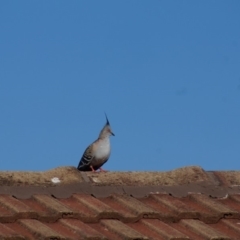 Ocyphaps lophotes (Crested Pigeon) at Cook, ACT - 14 Jan 2017 by Tammy