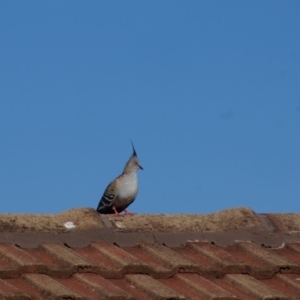 Ocyphaps lophotes at Cook, ACT - 14 Jan 2017