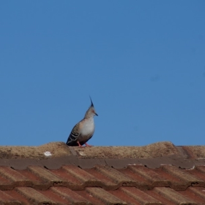 Ocyphaps lophotes (Crested Pigeon) at Cook, ACT - 14 Jan 2017 by Tammy