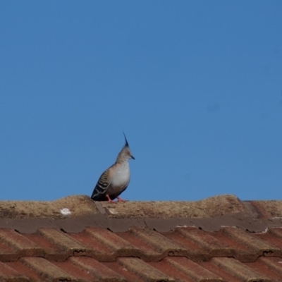 Ocyphaps lophotes (Crested Pigeon) at Cook, ACT - 14 Jan 2017 by Tammy