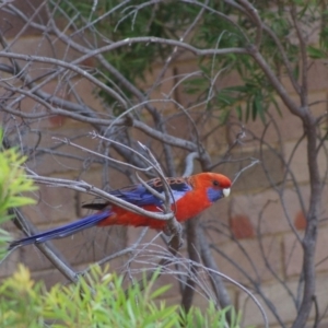 Platycercus elegans at Cook, ACT - 31 Dec 2017 05:35 PM