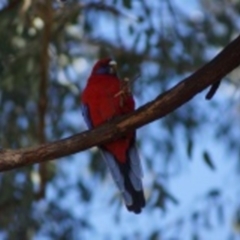 Platycercus elegans (Crimson Rosella) at Aranda, ACT - 25 Jun 2016 by Tammy