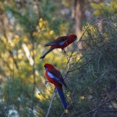 Platycercus elegans (Crimson Rosella) at Mount Painter - 26 Aug 2017 by Tammy