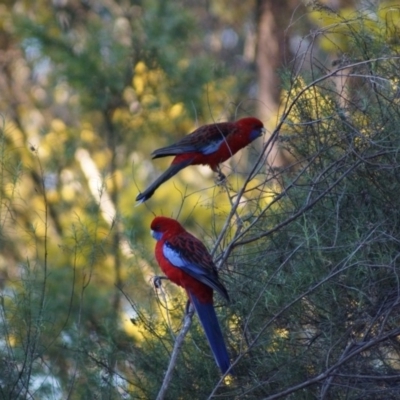 Platycercus elegans (Crimson Rosella) at Mount Painter - 26 Aug 2017 by Tammy