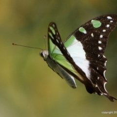 Graphium macleayanum (Macleay's Swallowtail) at ANBG - 16 Jan 2018 by DPRees125