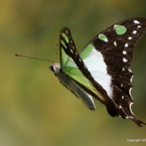 Graphium macleayanum at Acton, ACT - 16 Jan 2018