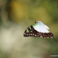 Graphium macleayanum at Acton, ACT - 16 Jan 2018 03:15 PM